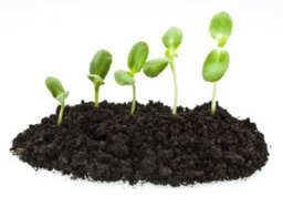 Sprouting knowledge
